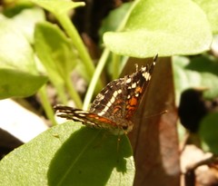 Anthanassa texana seminole