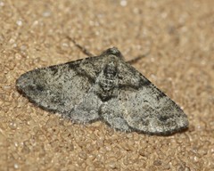 Syneora adelphodes