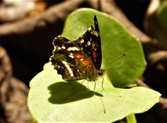 Anthanassa texana seminole