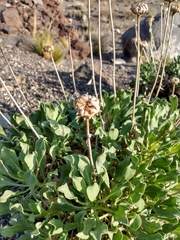Grindelia chiloensis