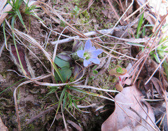 Gentiana zollingeri