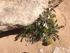 Lomatium latilobum