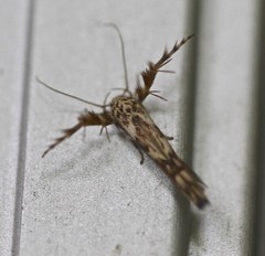 Stathmopoda castanodes