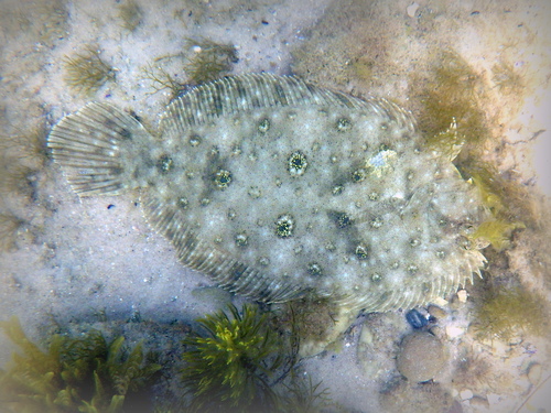 Flounder (Pseudorhombus jenynsii) — Paralichthyidae — 3