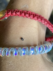 Niptinus niveus