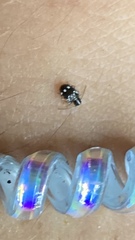 Niptinus niveus