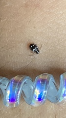 Niptinus niveus