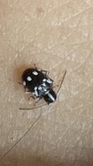 Niptinus niveus