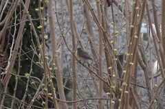 Phylloscopus collybita