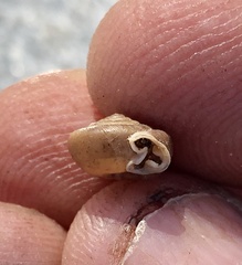 Daedalochila auriformis