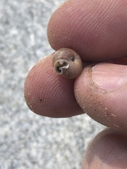 Daedalochila auriformis