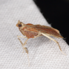 Galasa nigrinodis