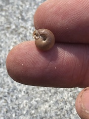 Daedalochila auriformis