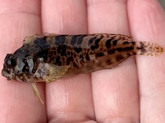 Hypsoblennius