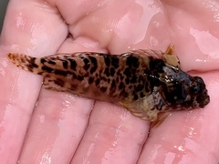 Hypsoblennius