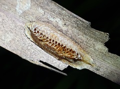 Stagmomantis floridensis