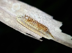 Stagmomantis floridensis