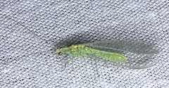 Triplochrysa