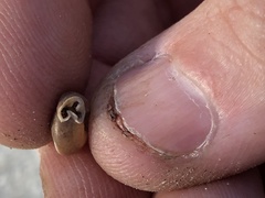 Daedalochila auriformis