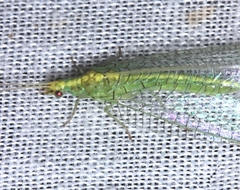 Triplochrysa