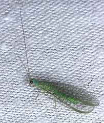 Mallada tripunctatus