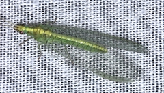 Triplochrysa
