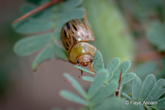 Peltoschema nigroconspersum