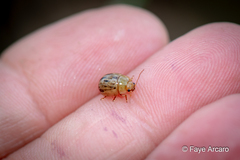 Peltoschema nigroconspersum