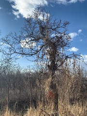 Magnoliopsida