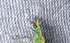 Triplochrysa