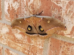 Antheraea polyphemus