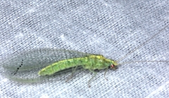 Triplochrysa