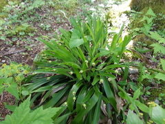 Carex fraseriana