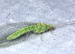 Triplochrysa