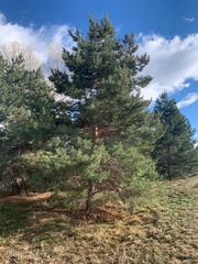 Pinus