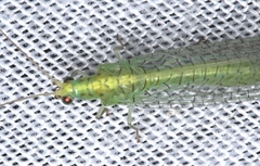 Triplochrysa