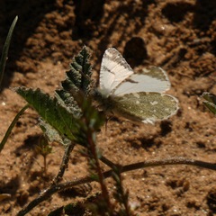 Euchloe tagis