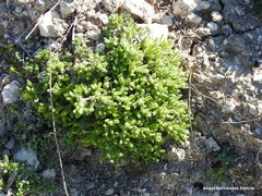 Teucrium gnaphalodes