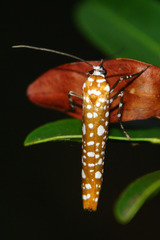 Atteva sphaerotrocha