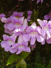 Bignonia callistegioides