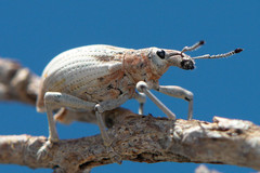 Elytrocallus montrouzieri
