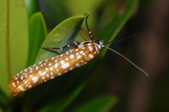 Atteva sphaerotrocha