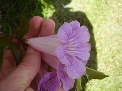 Bignonia callistegioides