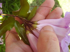 Bignonia callistegioides