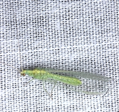 Triplochrysa
