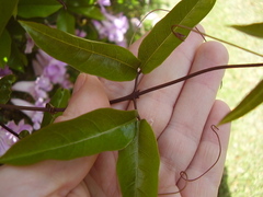 Bignonia callistegioides