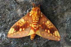 Citheronia