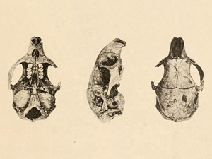 Torre's Cave Rat (Boromys torrei), listed as Extinct on the IUCN Red List