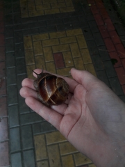 Helix lucorum