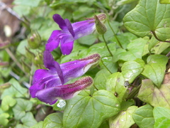 Maurandya barclayana